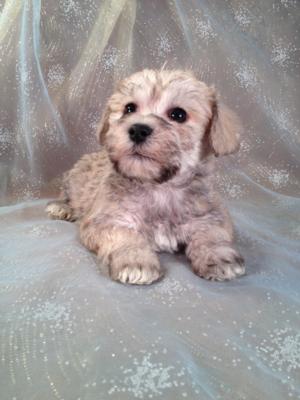 Purebredpups-Schnoodle breeder-Schnoodles for sale-Puppies ready Now!