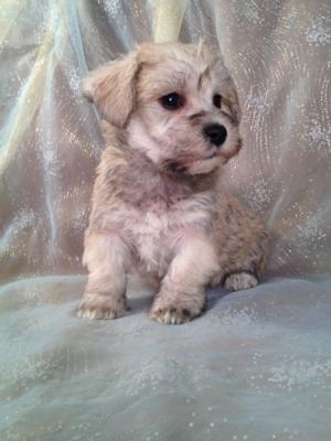 Purebredpups-Schnoodle breeder-Schnoodles for sale-Puppies ready Now!