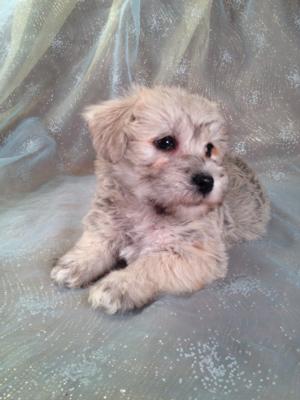 Schnoodle Puppies-Top Quality Schnoodles for sale-Professional breeders