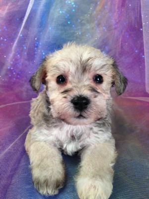 Tri color schnoodles for sale By Schnoodle Breeders in Pennsylvania and ...