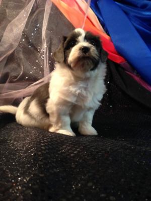 Rare Silver and White Teddy bear Puppy for sale in Iowa-Iowa's Top Dog ...