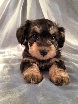 Female Snorkie Puppy for sale|Snorkie Breeder