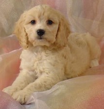 Female Cockapoo
Puppy for Sale
Sold