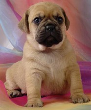 Female Puggle
Puppy for Sale
Sold