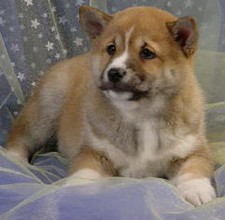 Shiba Inu
Puppy for sale
Sold