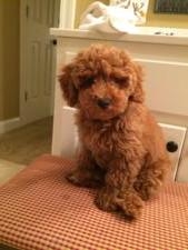 Fozzie the Bichon/Poodle